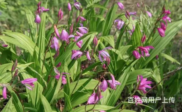 湖北百草堂白芨种植以品质为基，构建农业市场坚固桥梁 - 图片 1