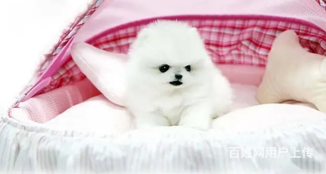 北京小体俊介博美犬出售 茶杯犬 纯白色博美犬多少钱 - 图片 4
