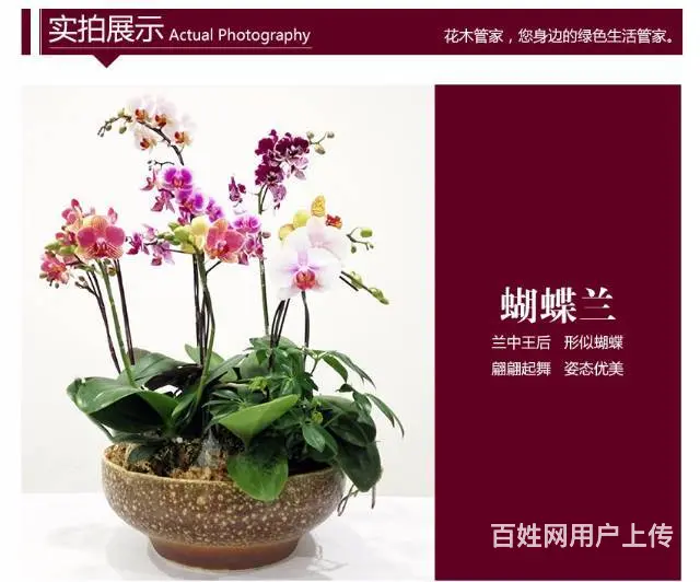 兰花，金钱树，发财树，办公室小盆栽销售 - 图片 5