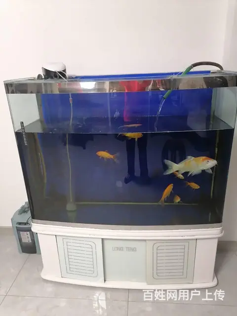 转让高档鱼缸原价4000+ 过滤桶600鱼8条 - 图片