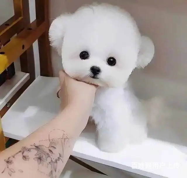 纯种比熊犬舍小体卷毛比熊 购买有保障 宝宝乖巧可爱 - 图片 7