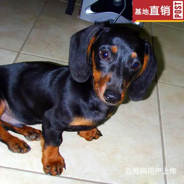 宿迁【十年老店】常年繁殖优质血统腊肠犬幼犬 - 图片 5