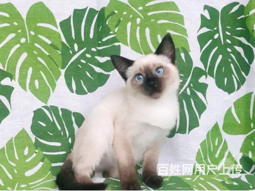 徐州哪里卖纯种的暹罗猫？健康的暹罗猫多少钱一只？ - 图片 3