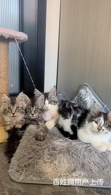 缅因猫1500带走标价就是售价（不议价）！自己家里 - 图片 5